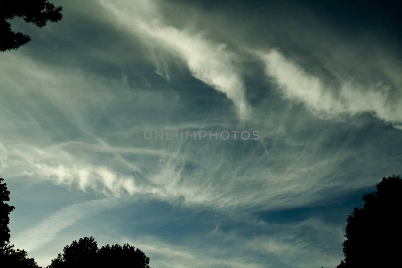 dramatic sky betwen trees
