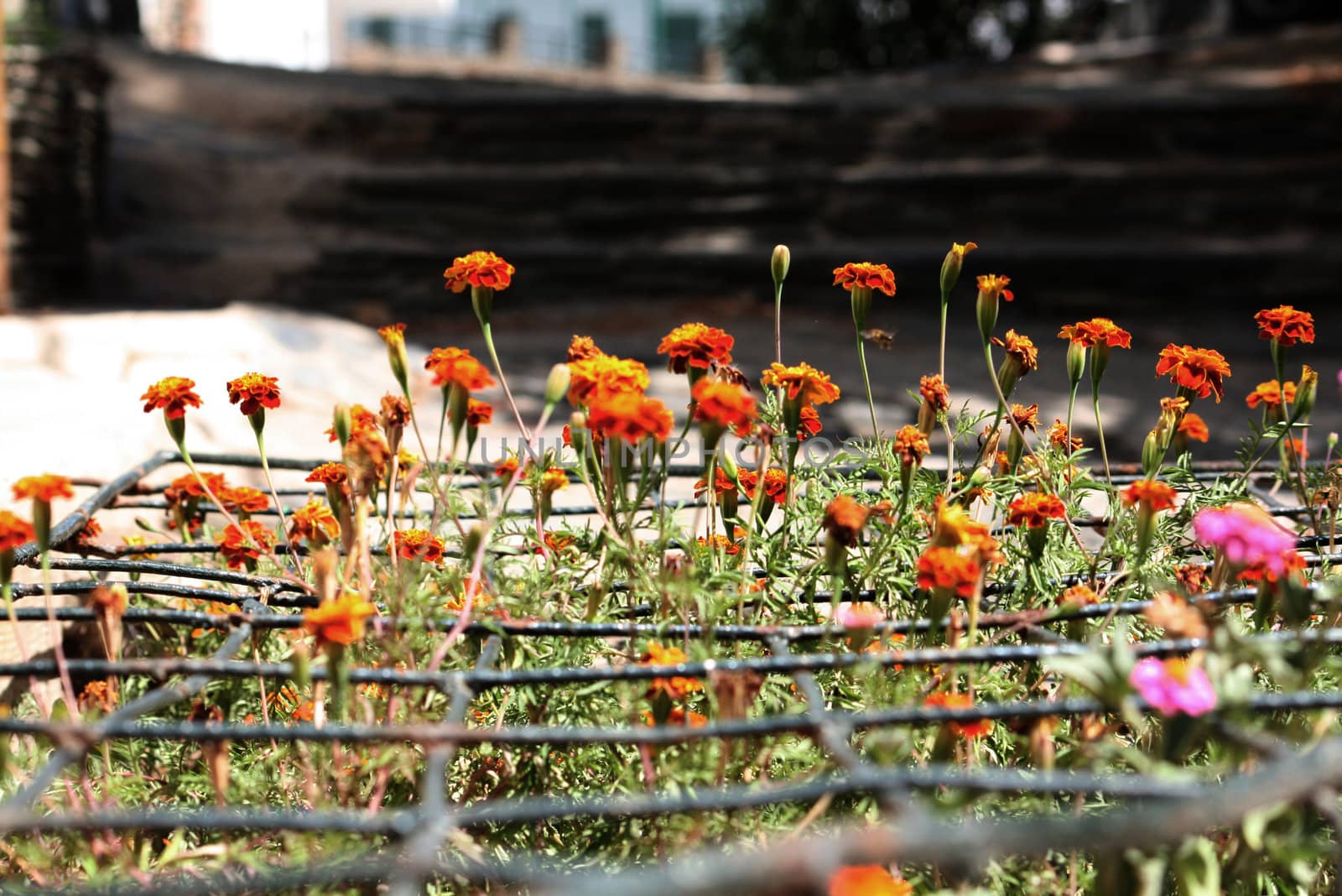 a small crated garden with colored flowers, symbol of the actual state of nature
