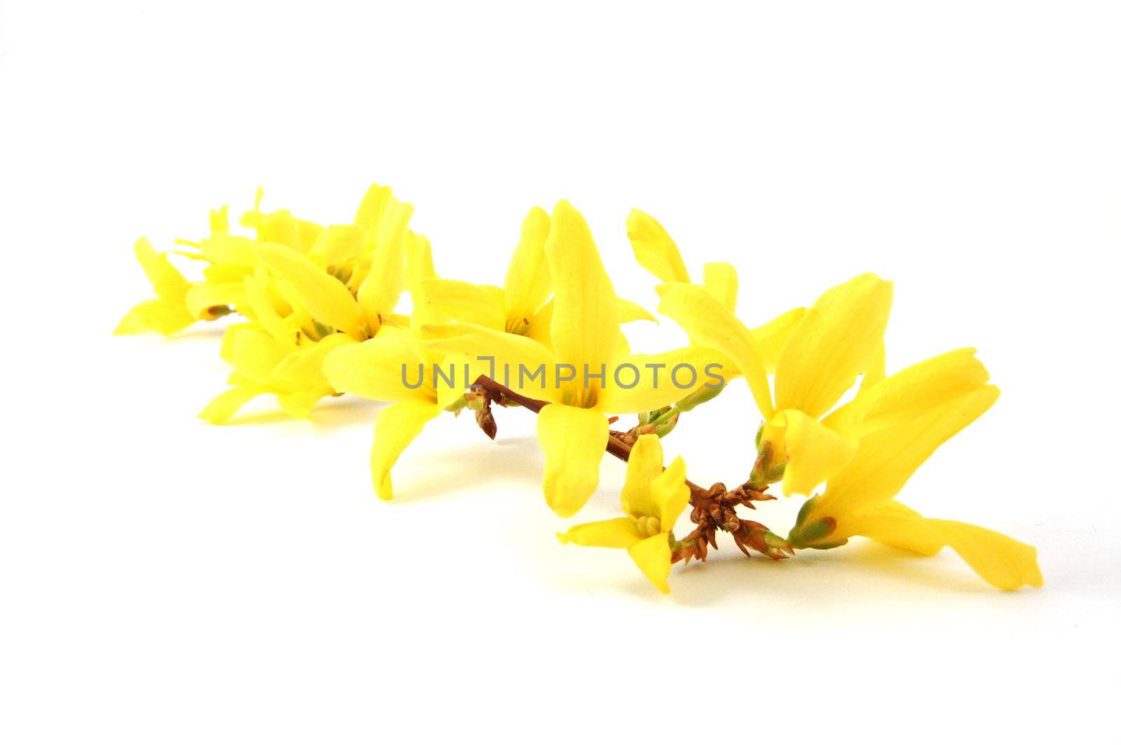 wellness still life with flowers showing zen concept