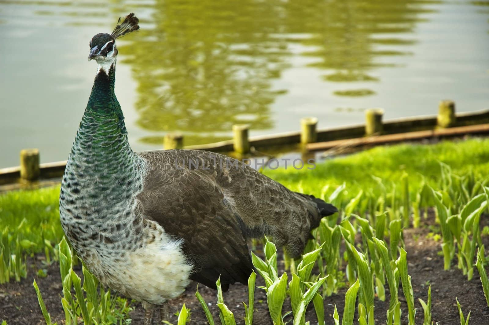 Peacock walks about park in Warsaw