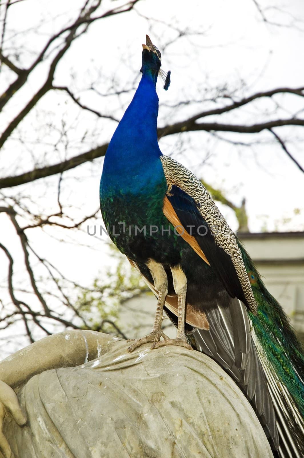 Peacock shouts in Warsaw park