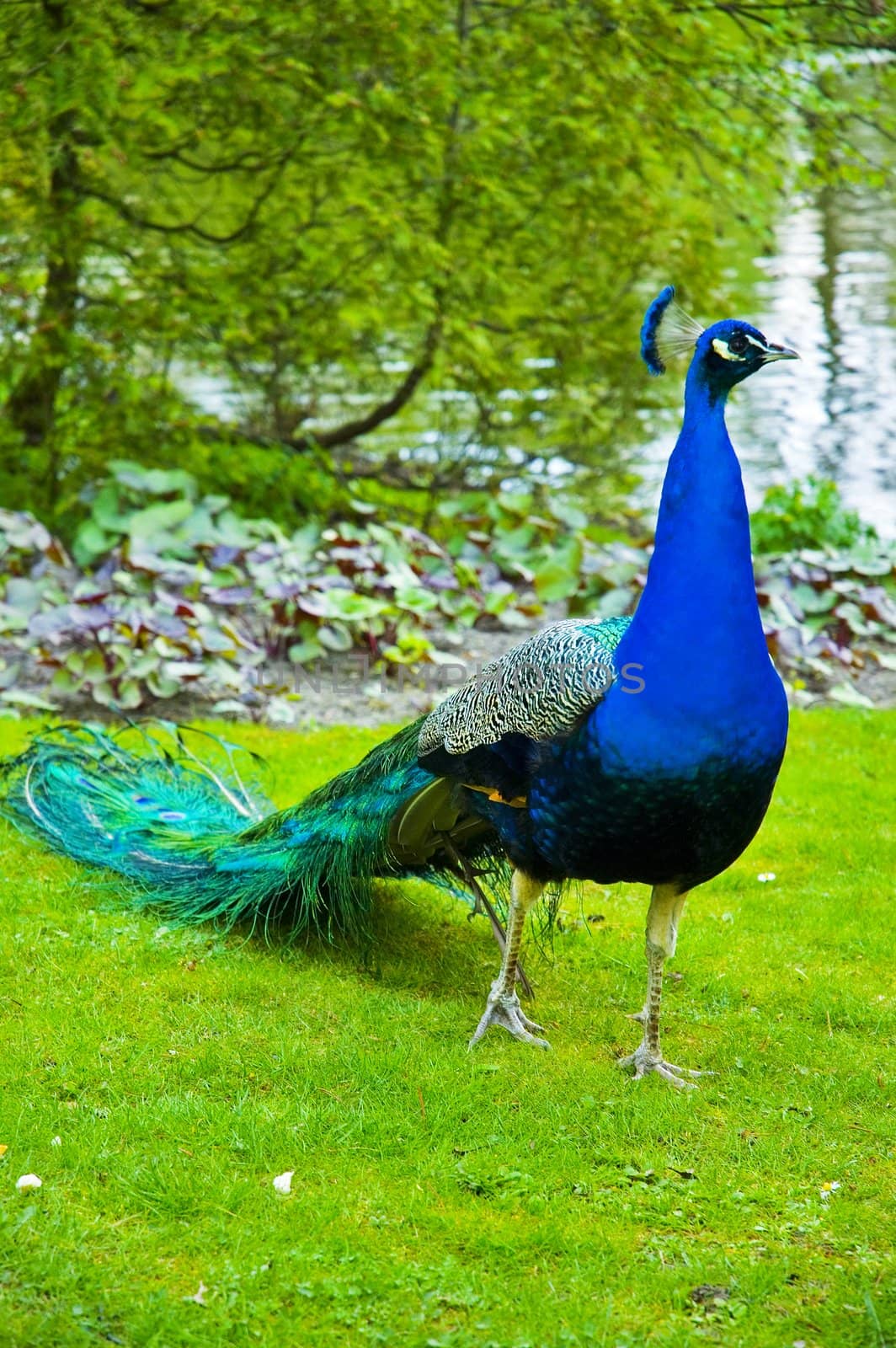 Peacock walks about park in Warsaw