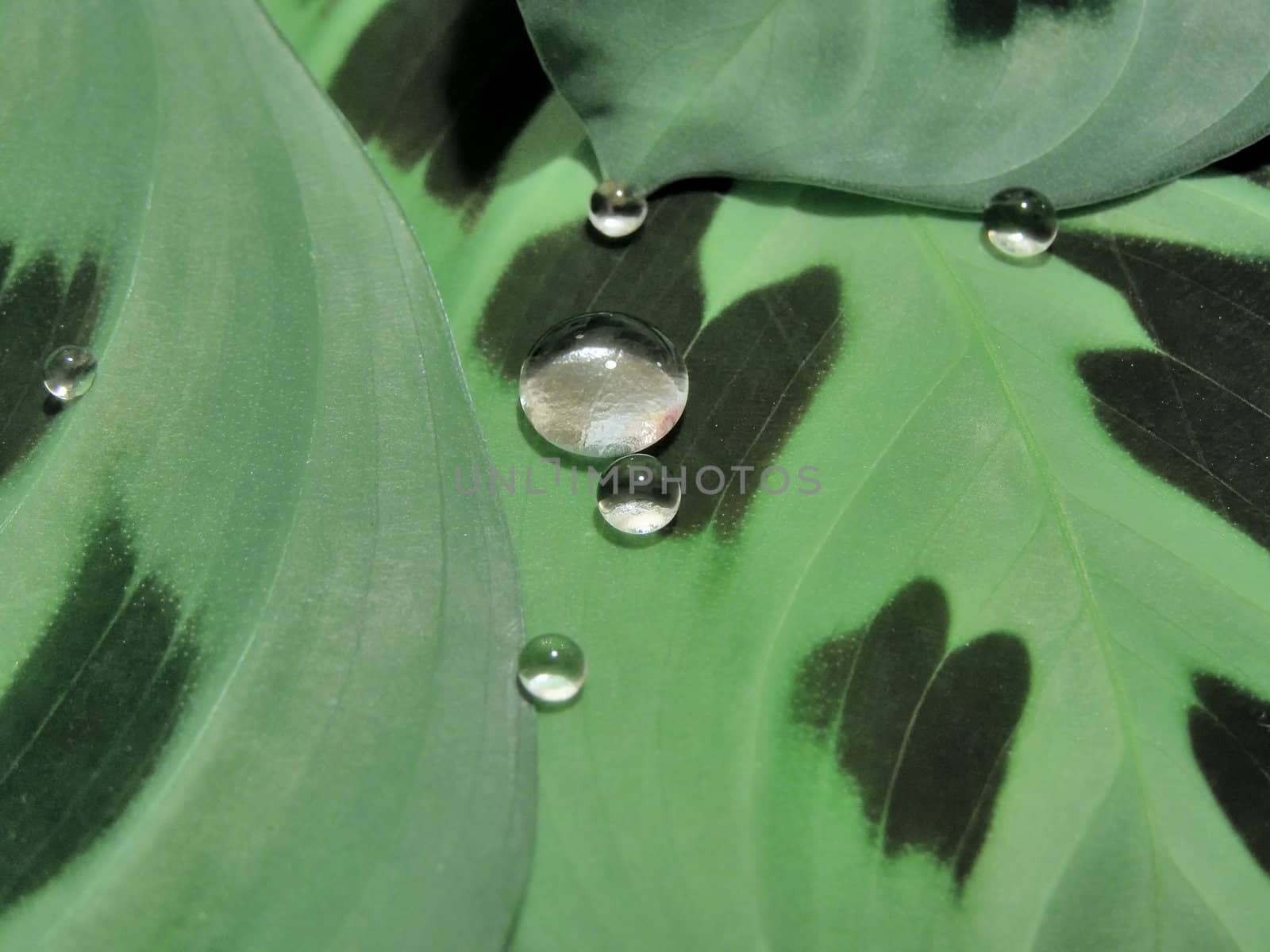 A lot of shining drops on wild green leaves