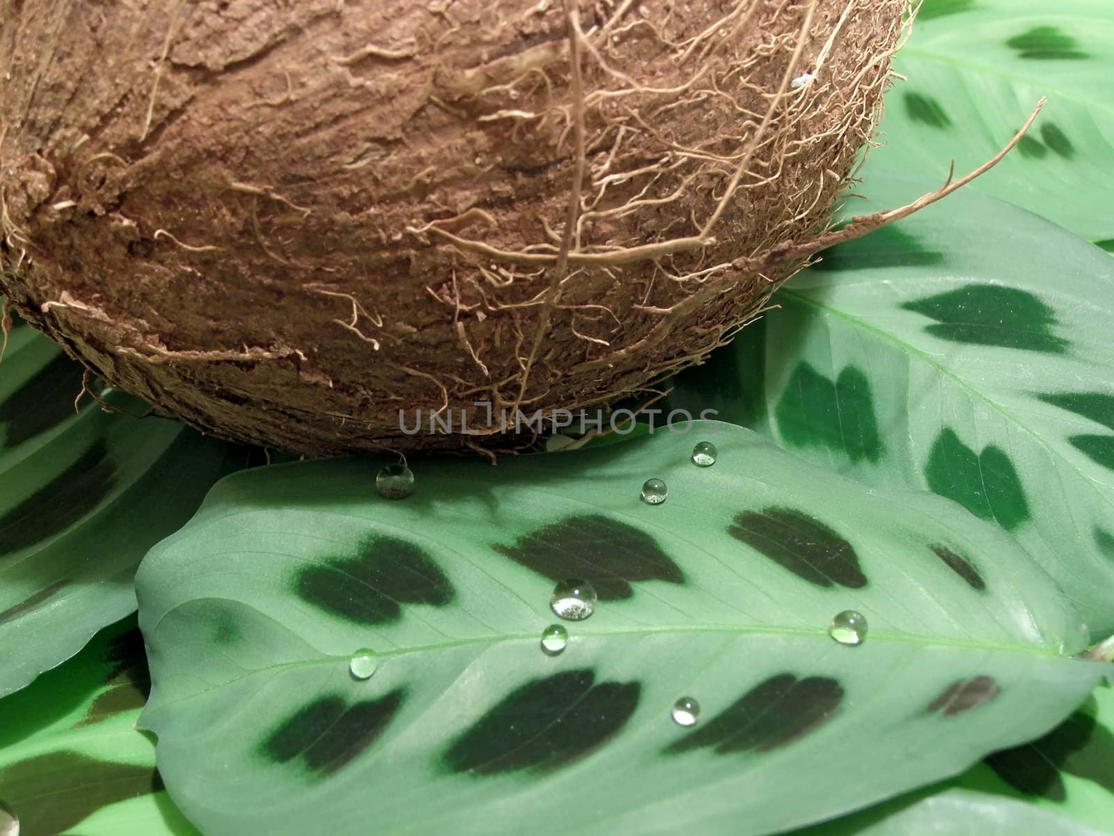 Brown coconut on wild leaves with drops
