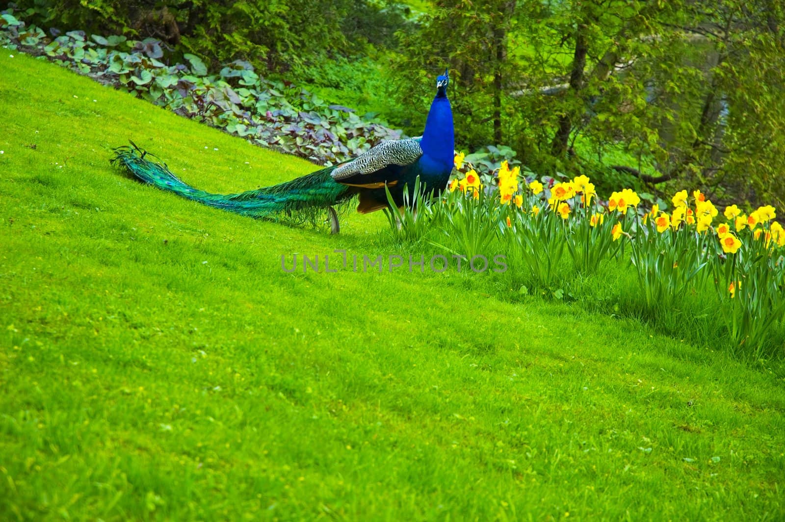 Peacock by Michalowski