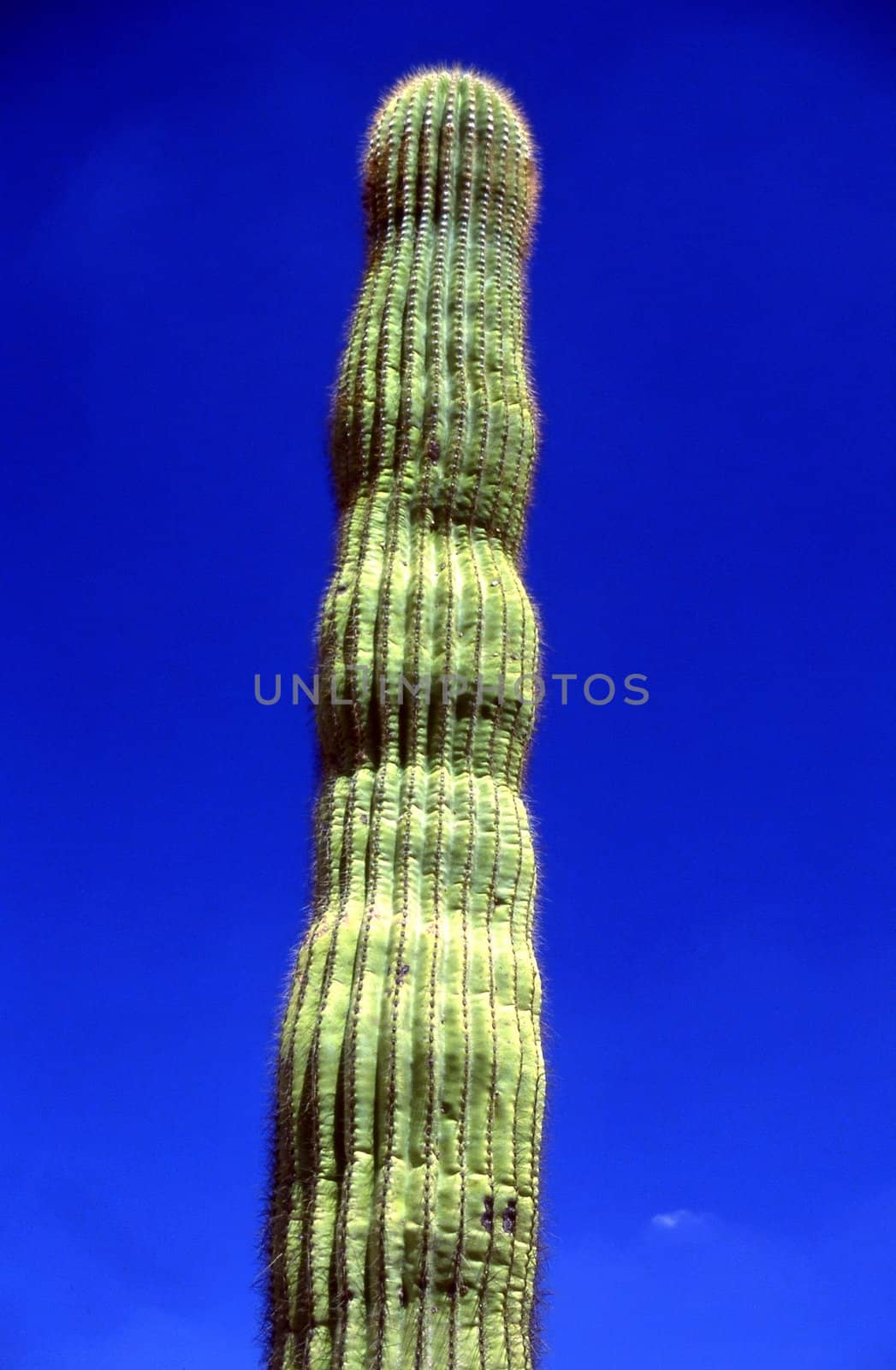 Giant Saguaro cactus in Arizona desert