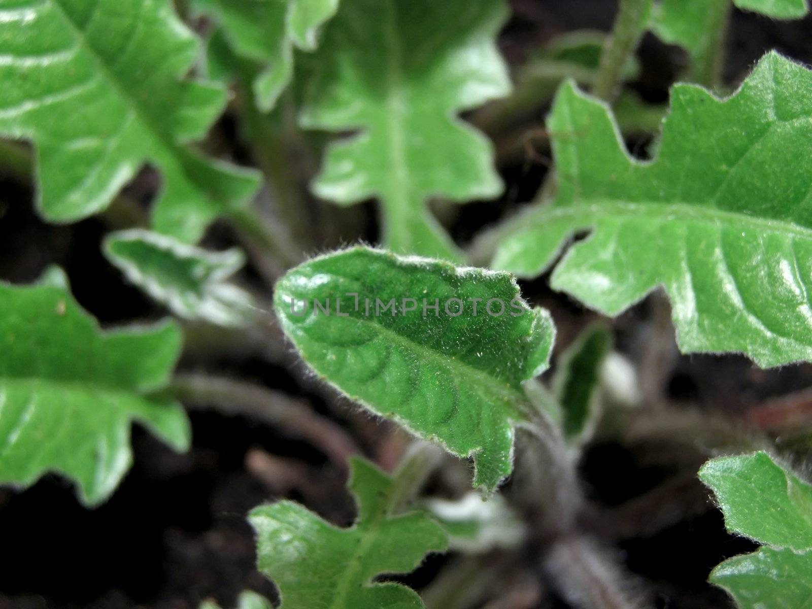 A lot of yang green leaves of gerber       