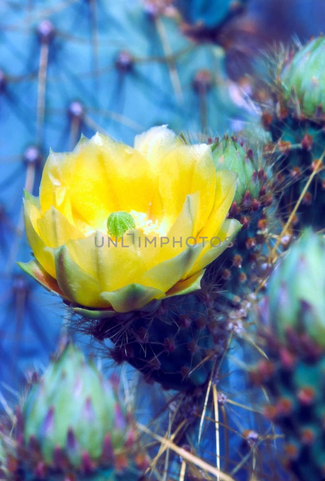 Close up  of blooming cactus