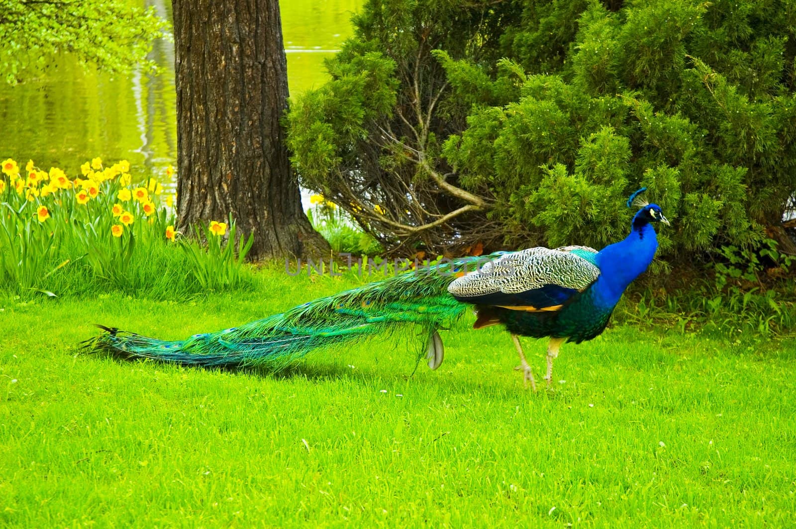 Peacock walks about park in Warsaw