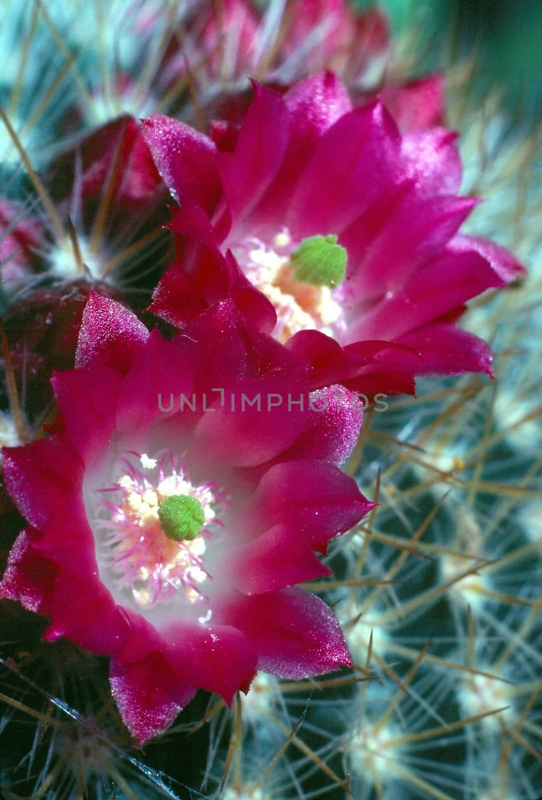 Close up  of blooming cactus