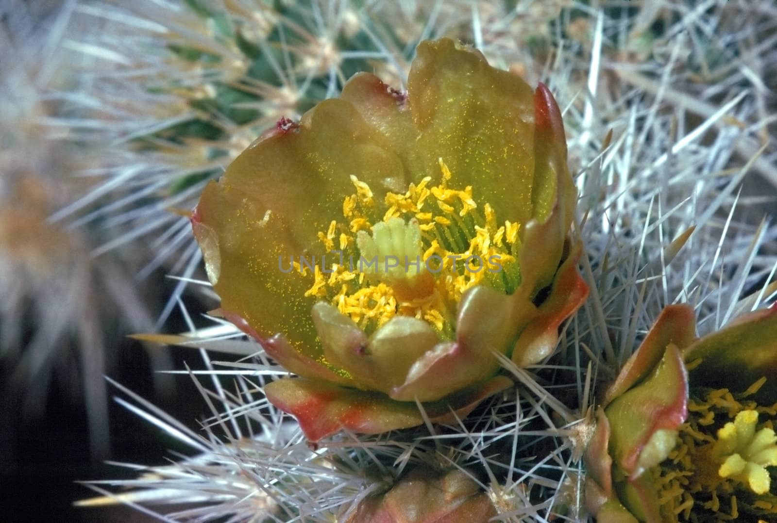 Close up  of blooming cactus