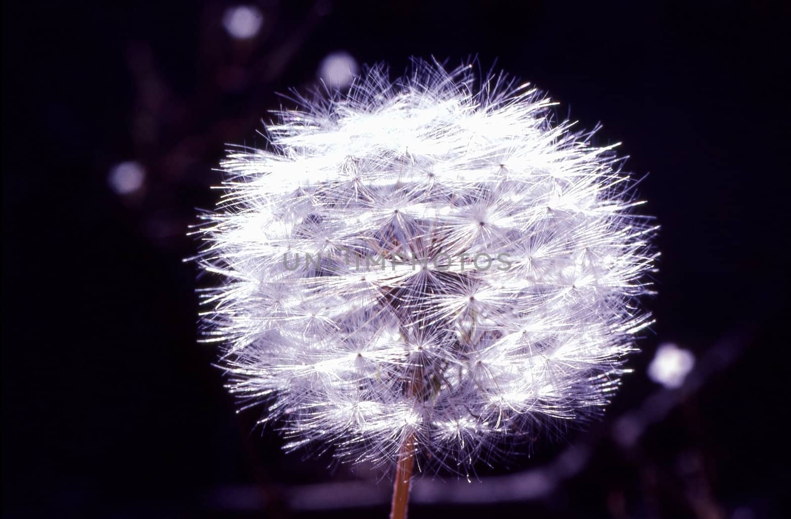 Close up of a  dandelion with dark background