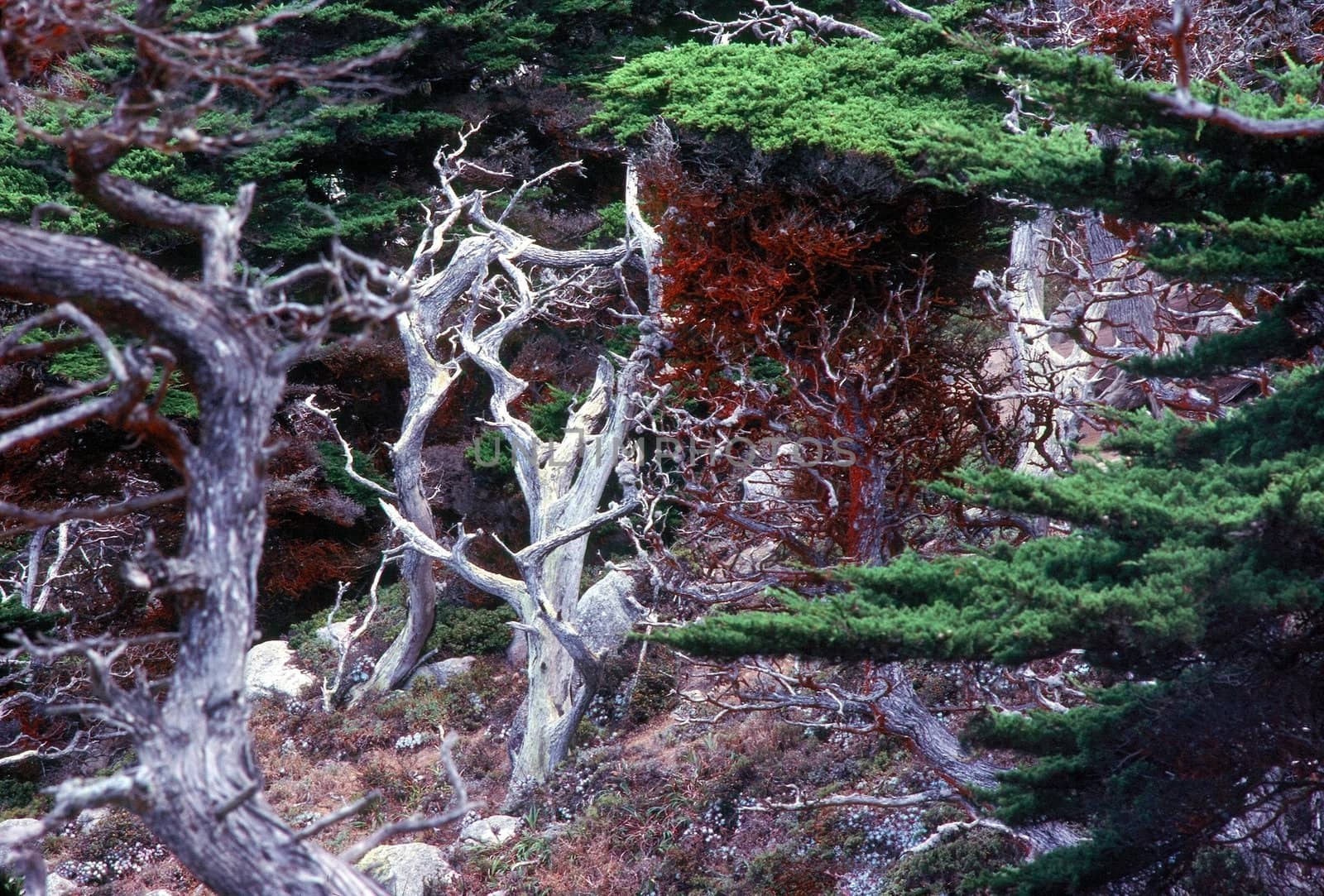 California cypress