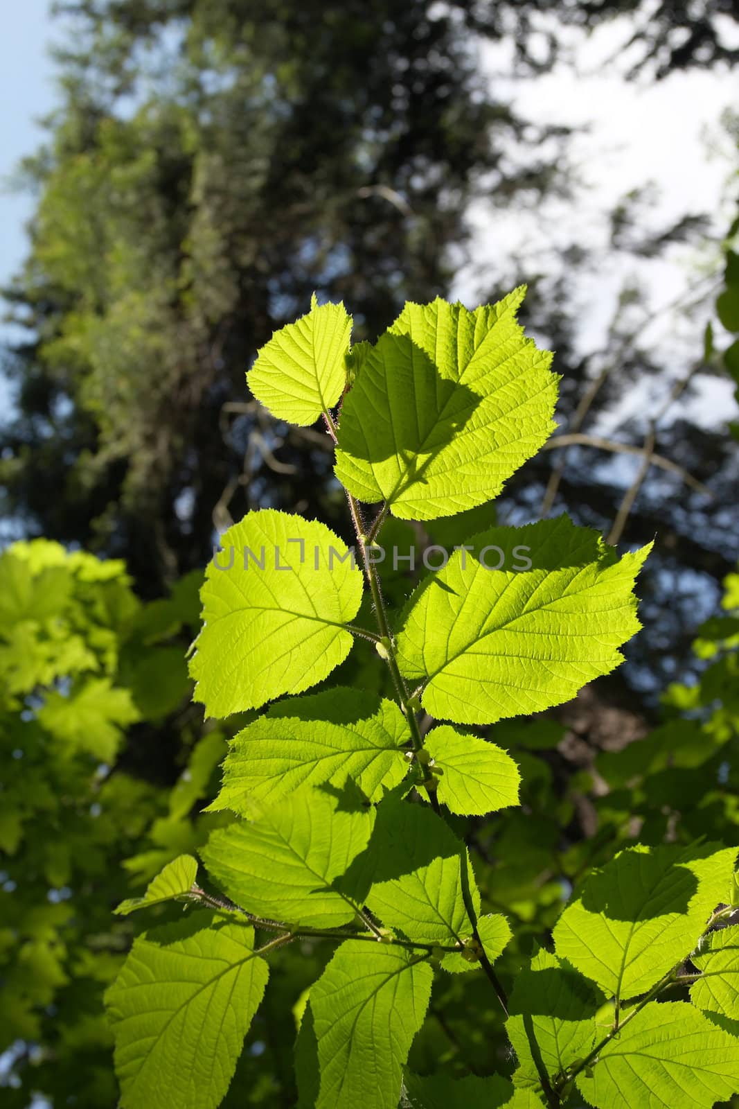 Green leaves are convenient for using as a background