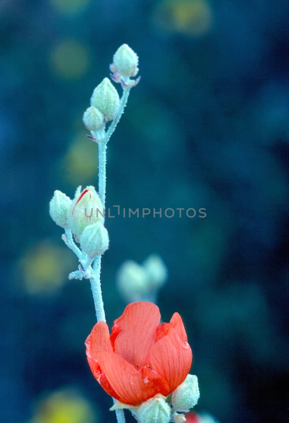 Blooming Desert Mallow