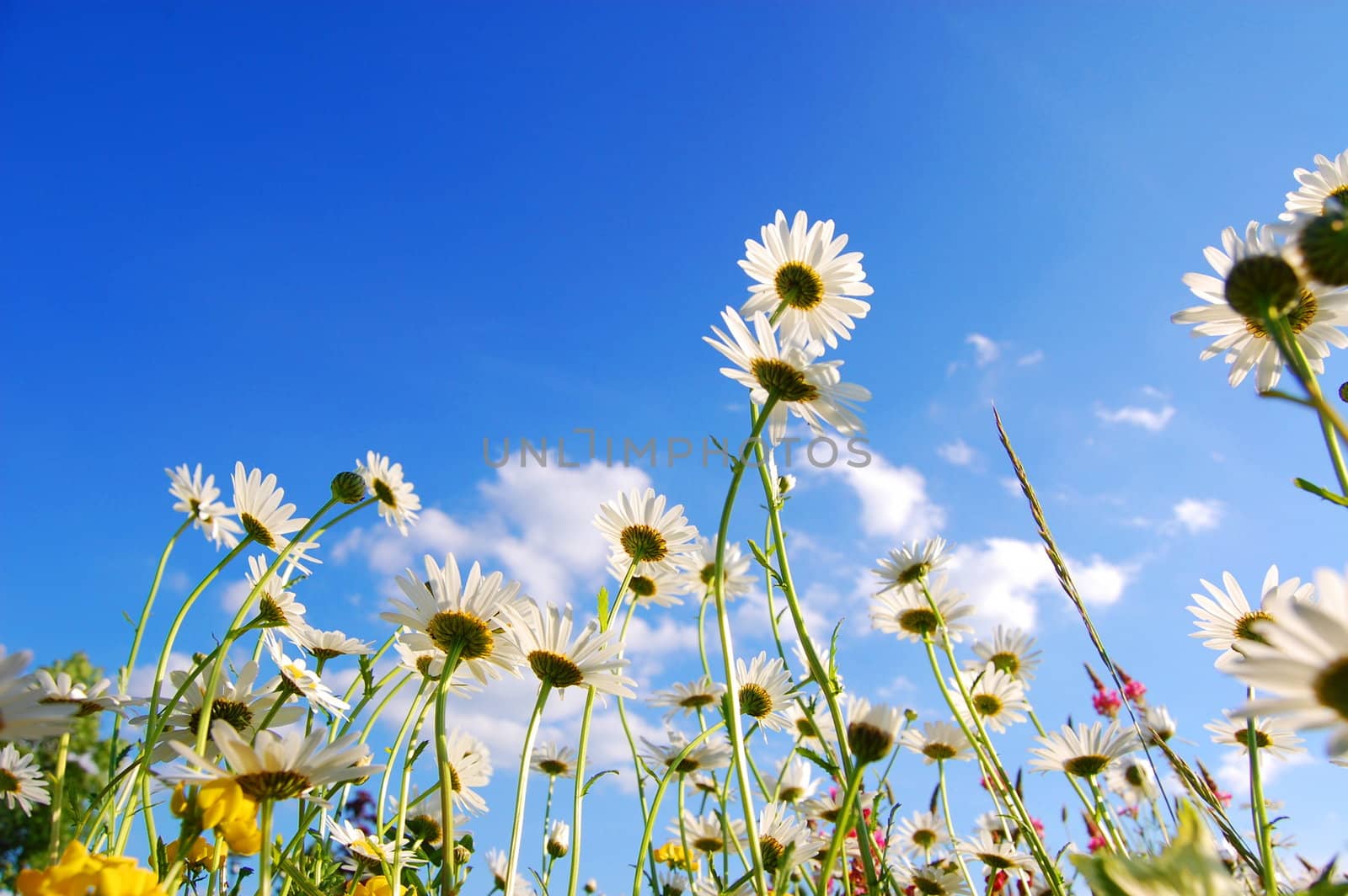 flowers on meadow in summer by gunnar3000