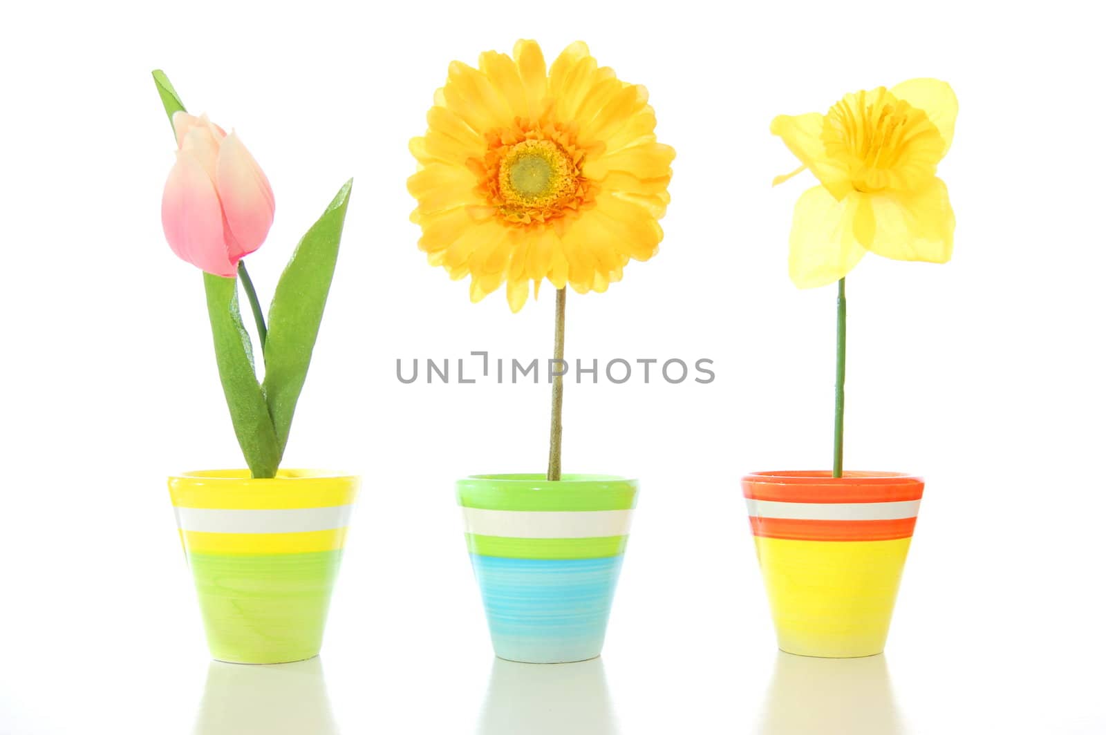 lucky summer flowers in pot on a happy day