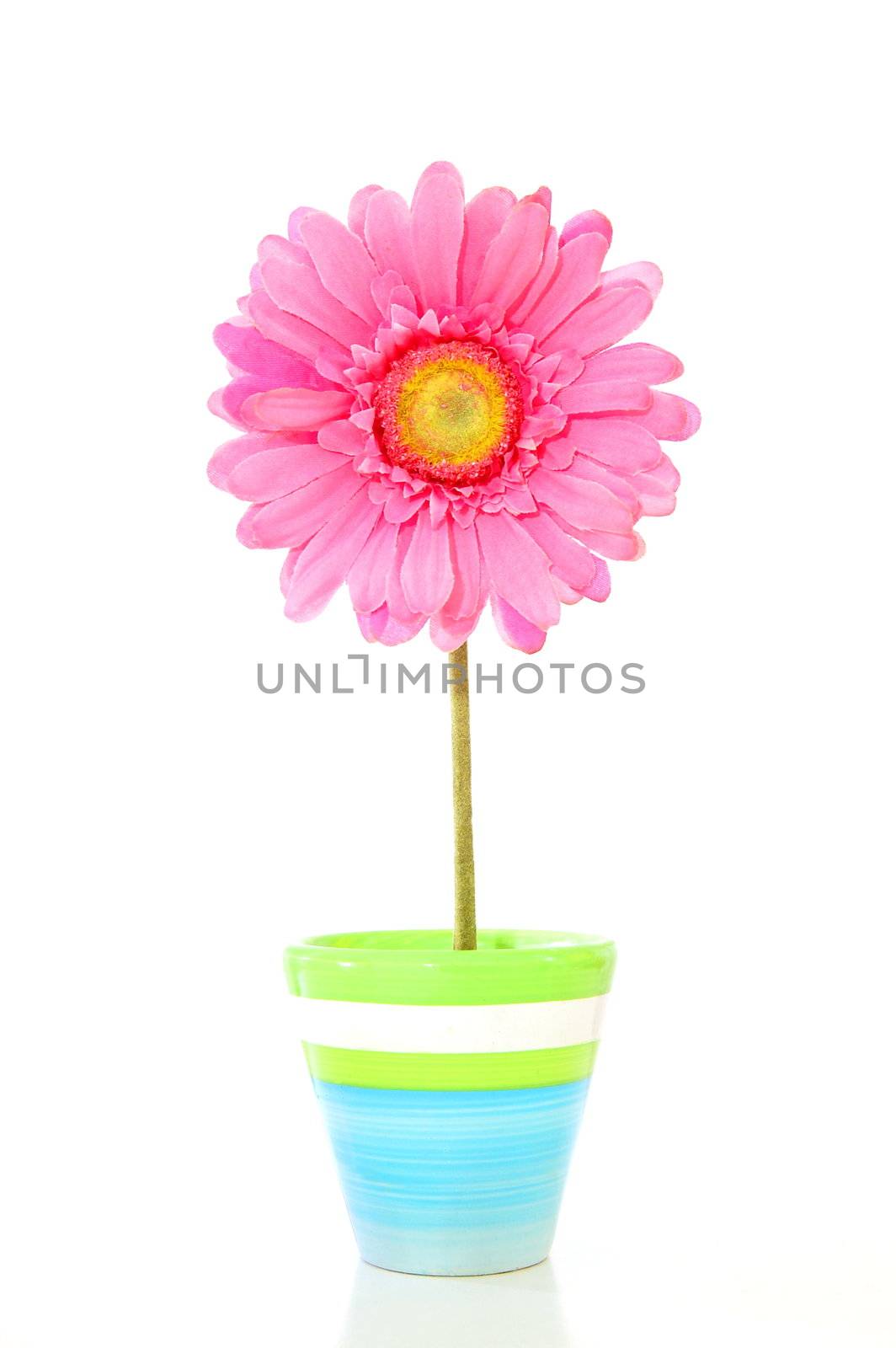 colorful spring flowers isolated on white background