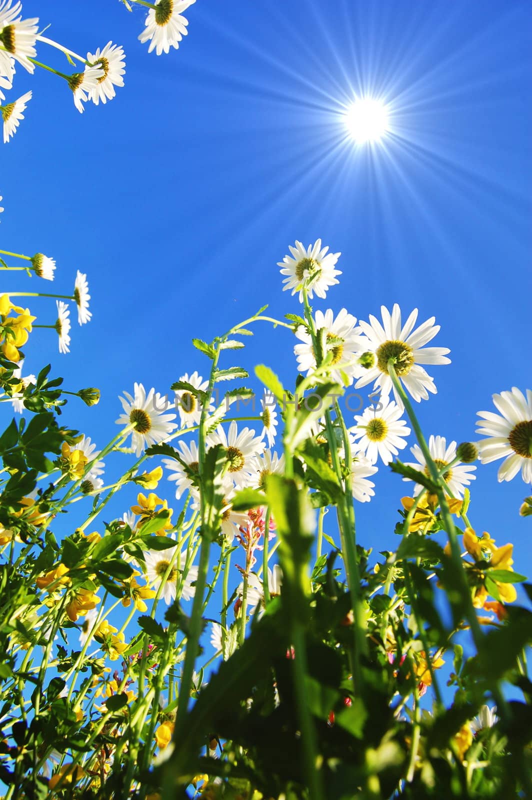 daisy flowers in summer under blue sky from below