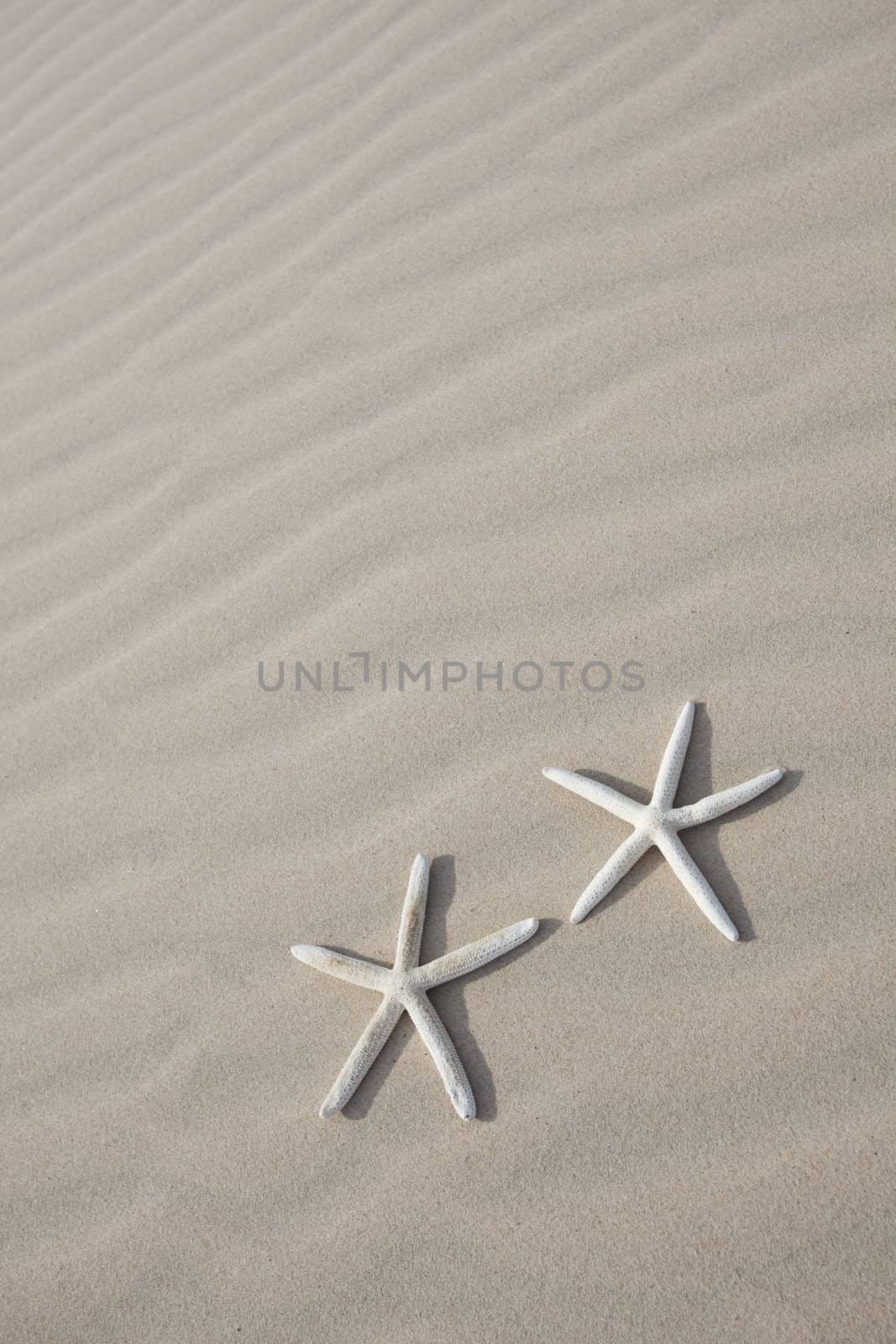 Starfish on a yellow sand beach by shiffti