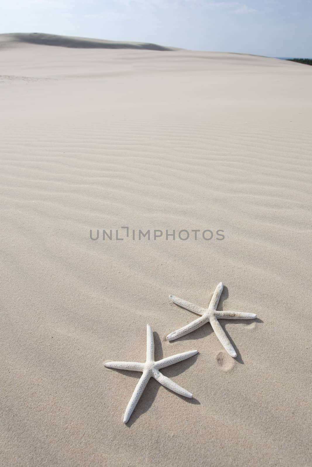 Starfish on a yellow sand beach