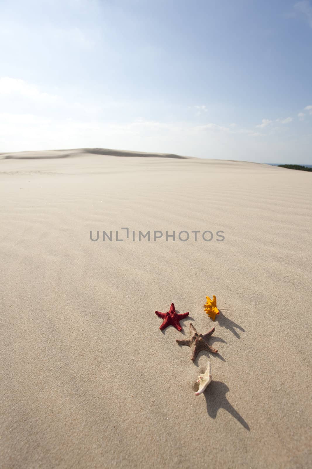 Starfish on a yellow sand beach