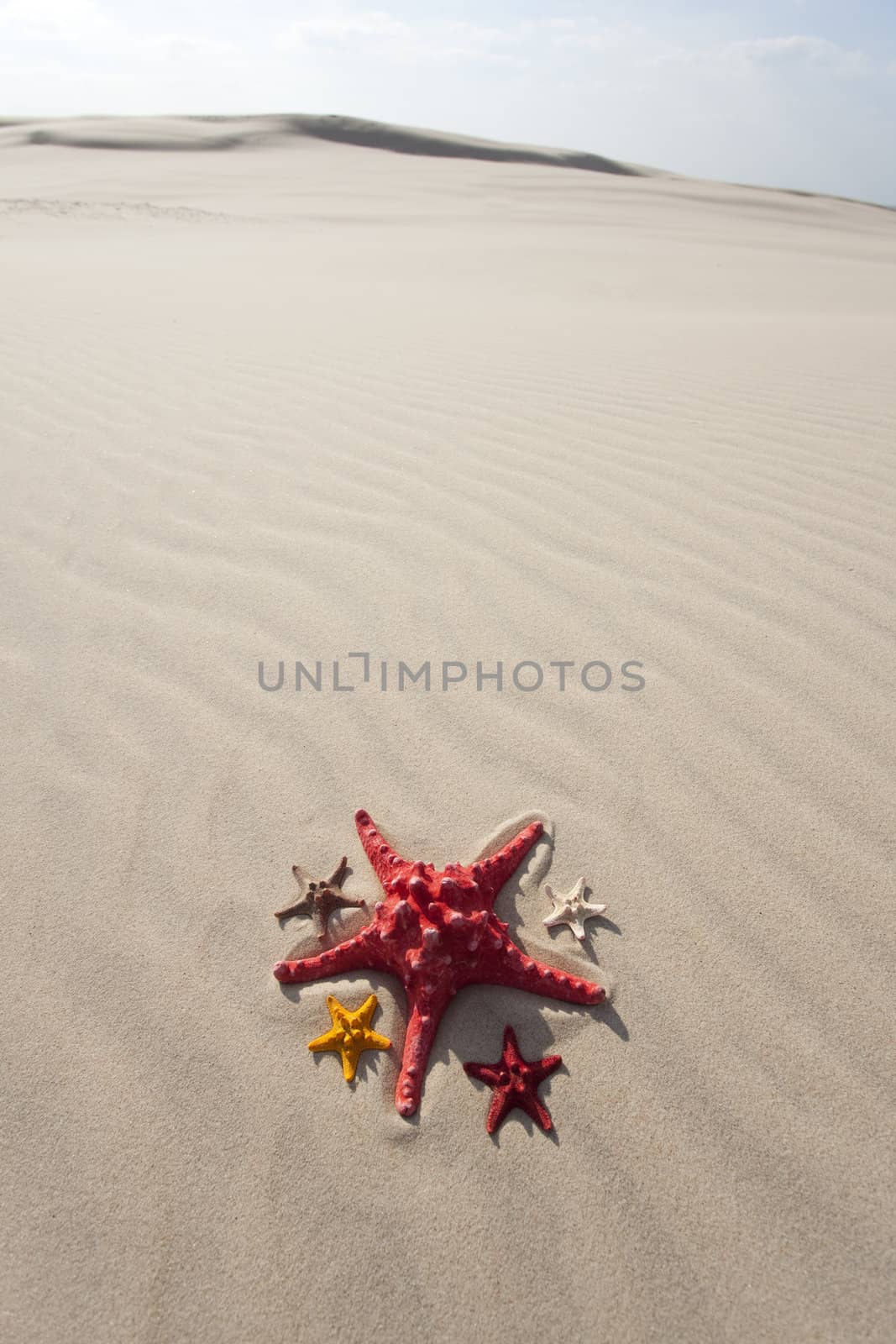 Starfish on a yellow sand beach 