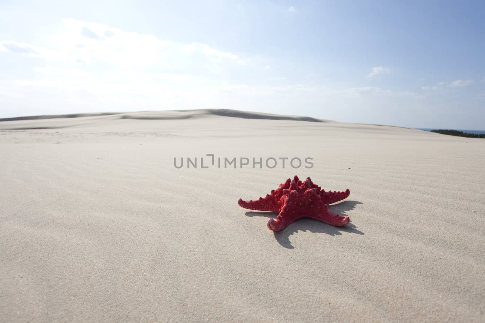 Starfish on a yellow sand beach 