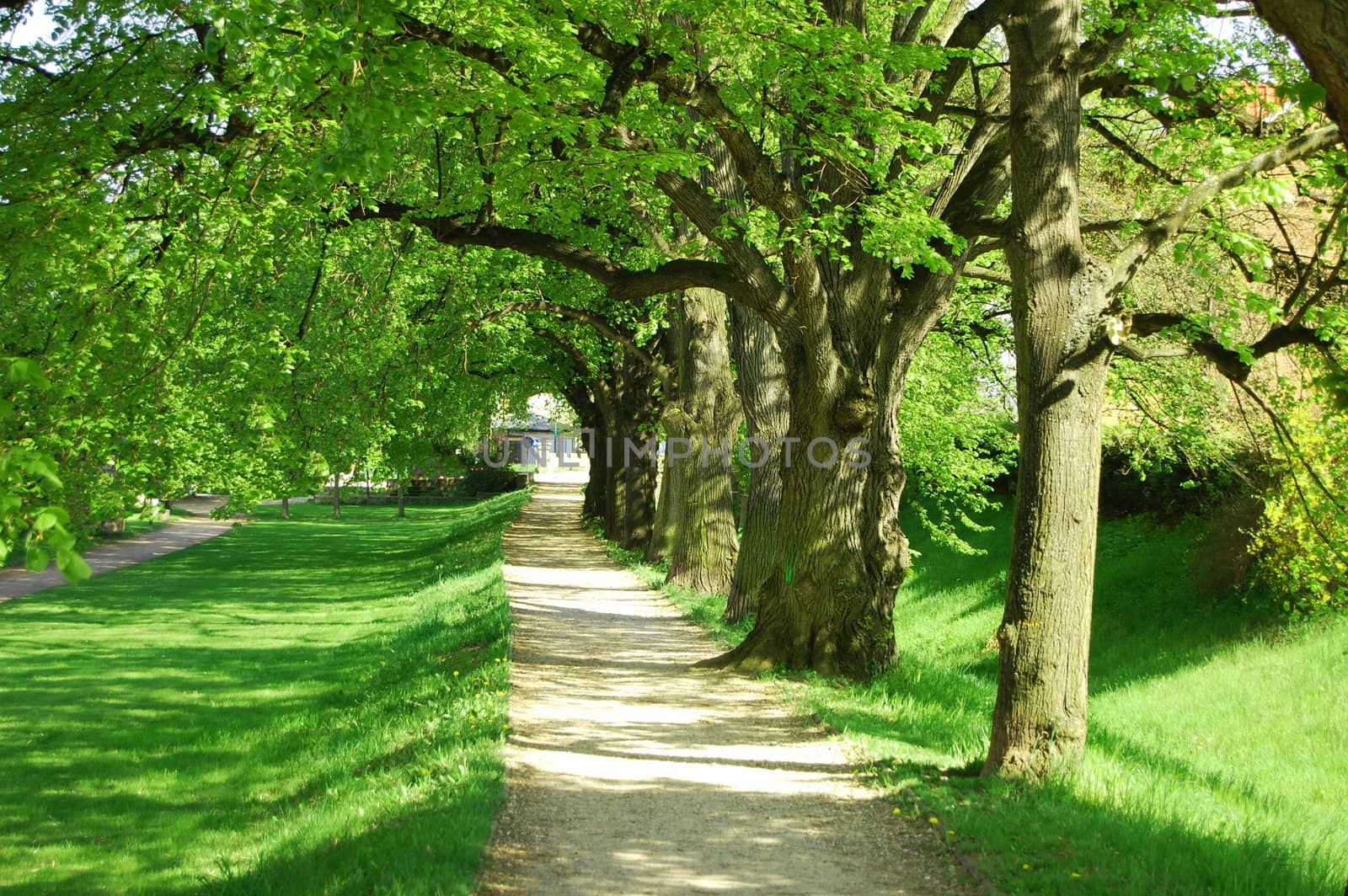 alley with green summer trees in the park on a sunny day