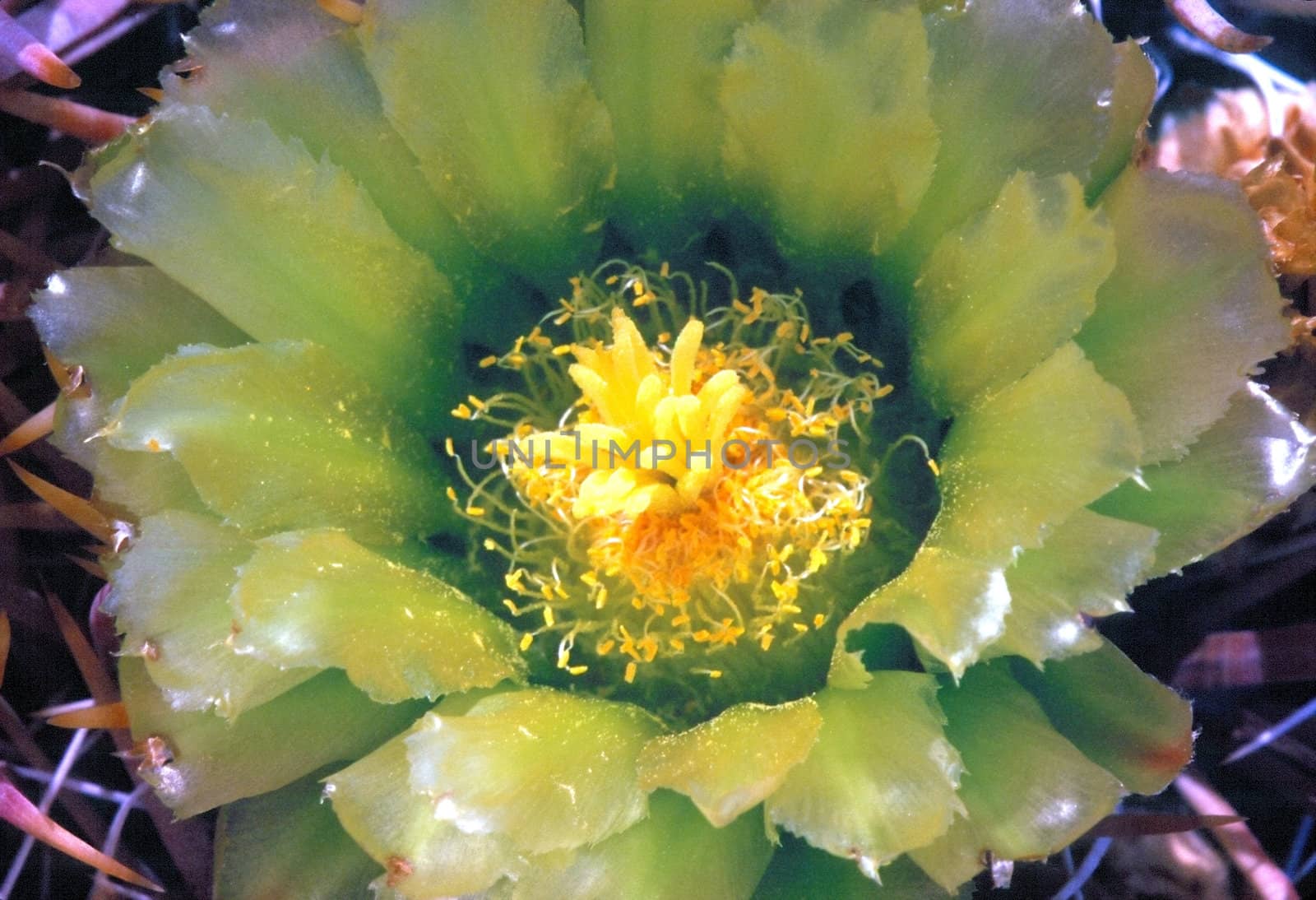 Close up  of blooming cactus