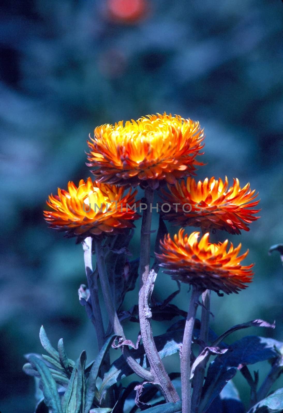 Blooming  Calendula in garden