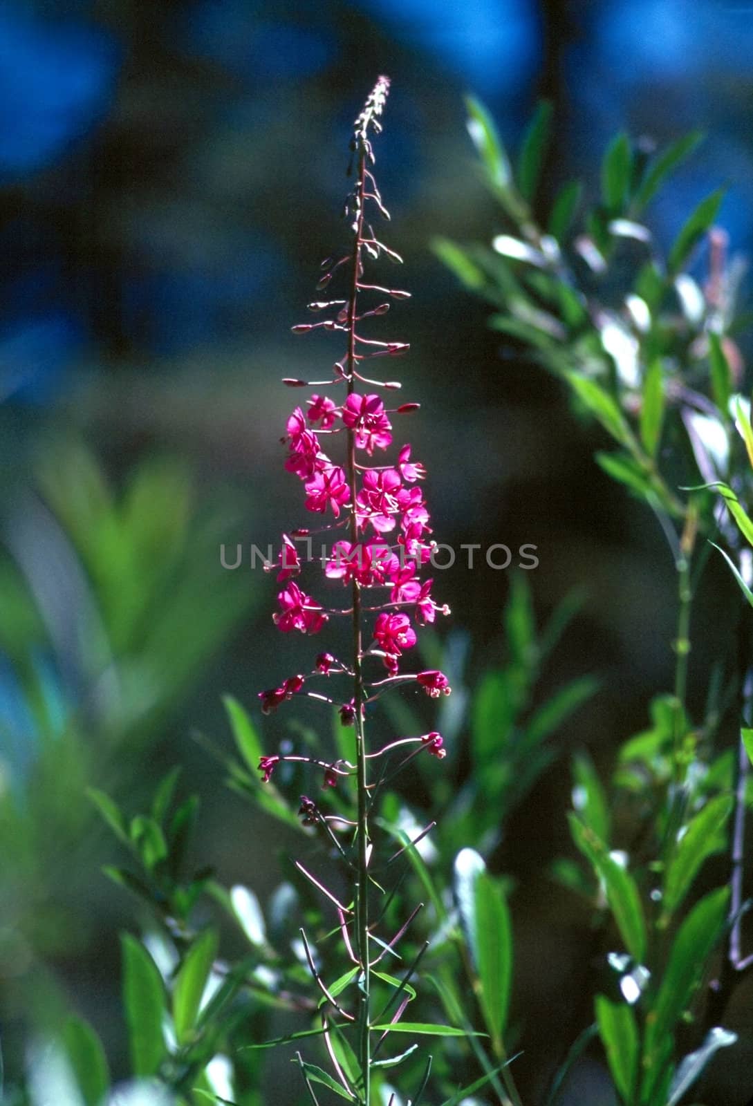 Fireweed on field