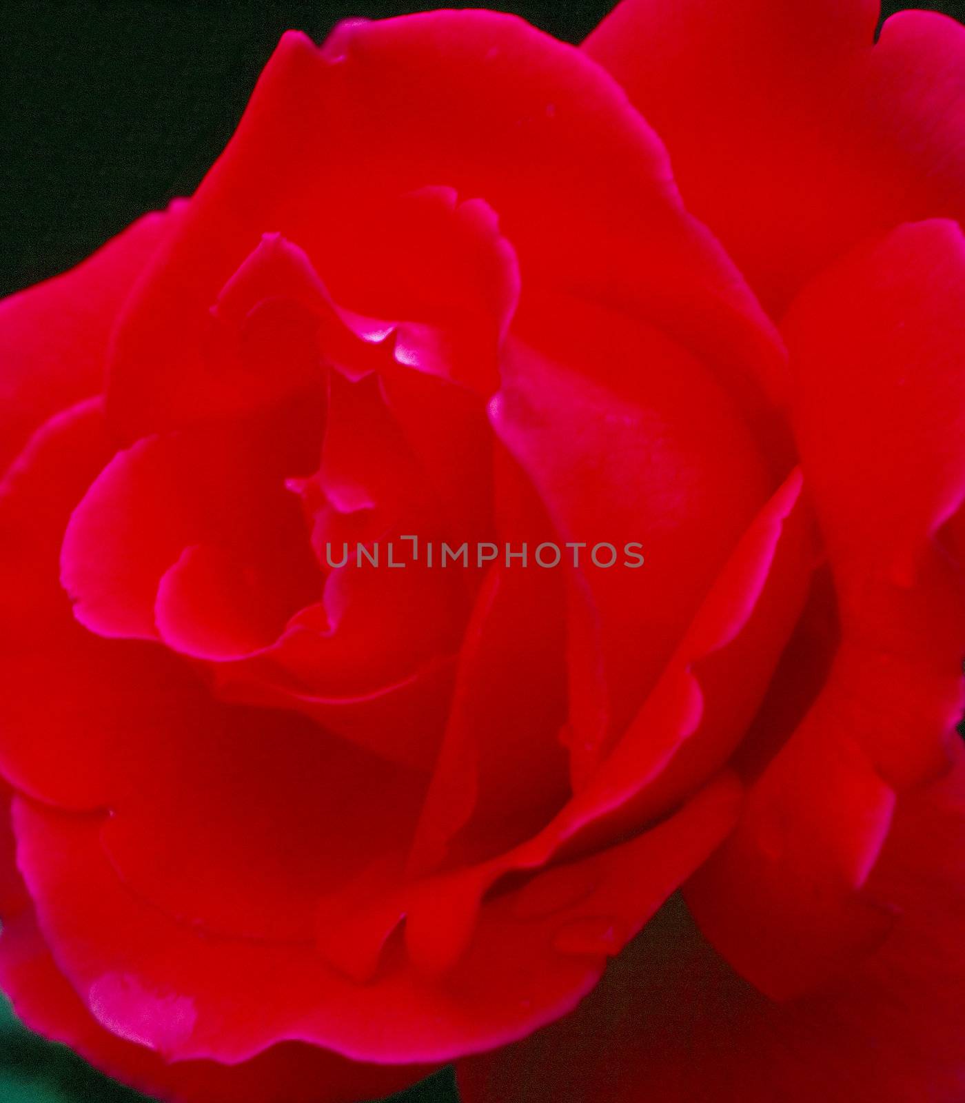 Blooming  rose in garden