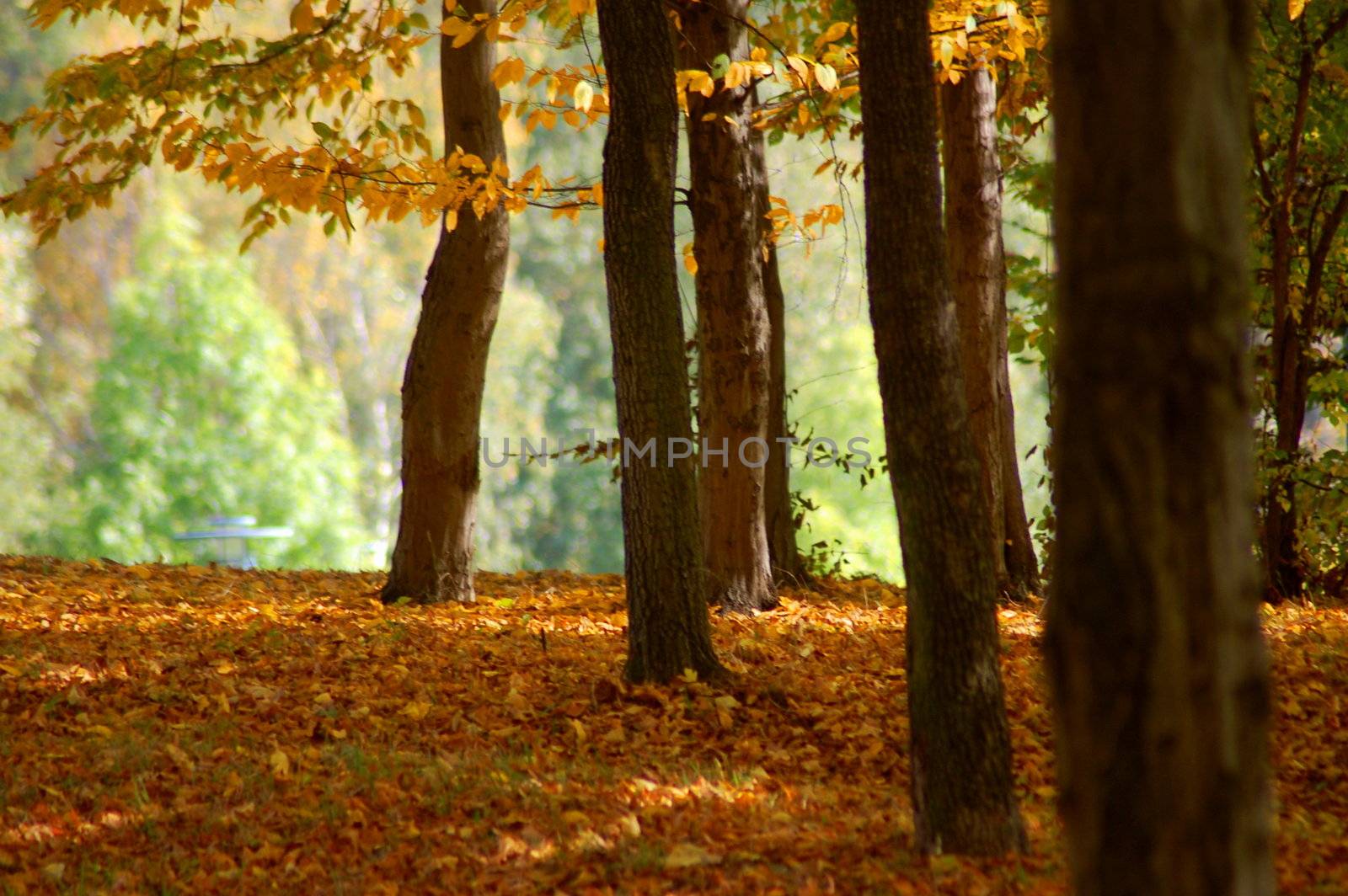 autumn in the forest with golden leaves on trees