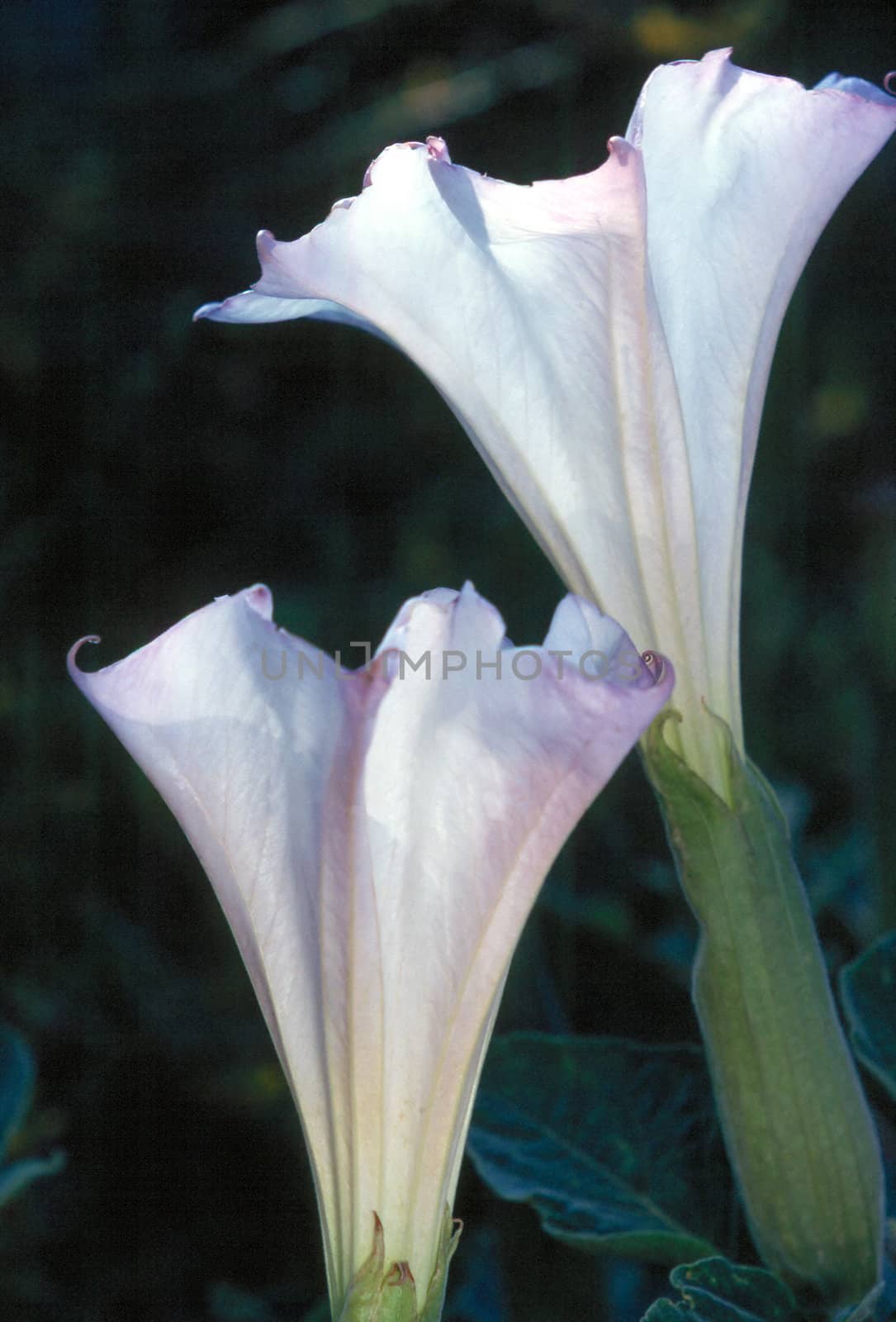 Datura or Jimson Weed