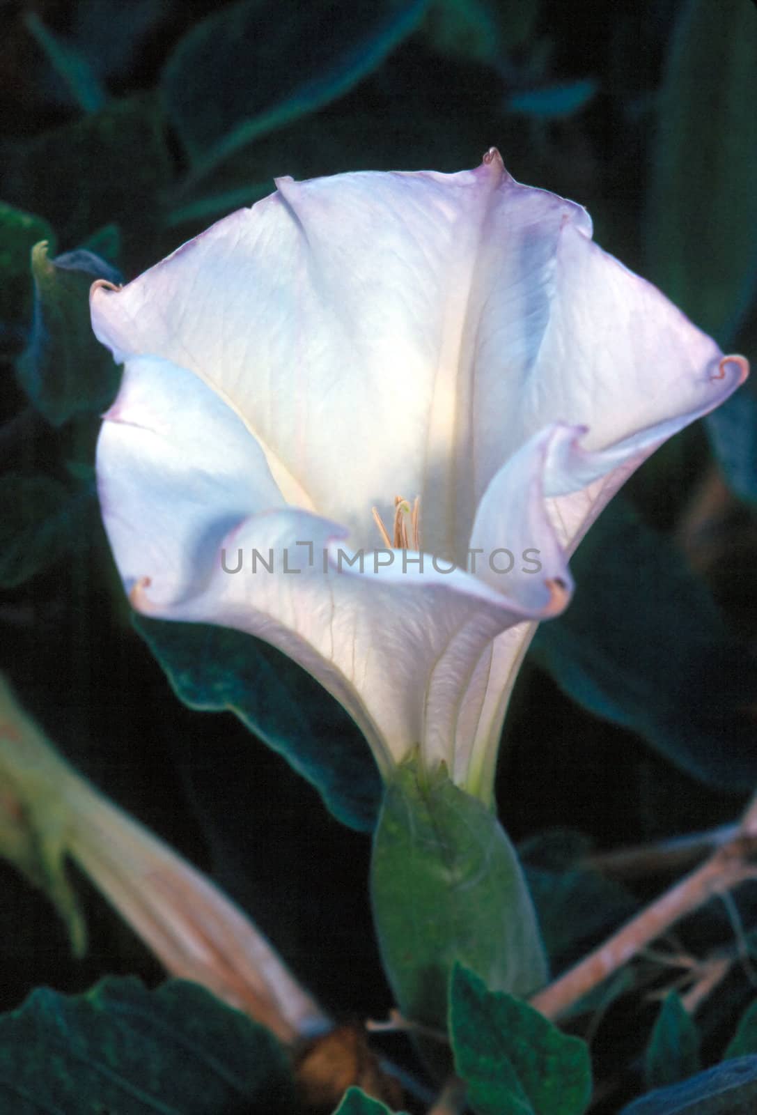 Datura or Jimson Weed