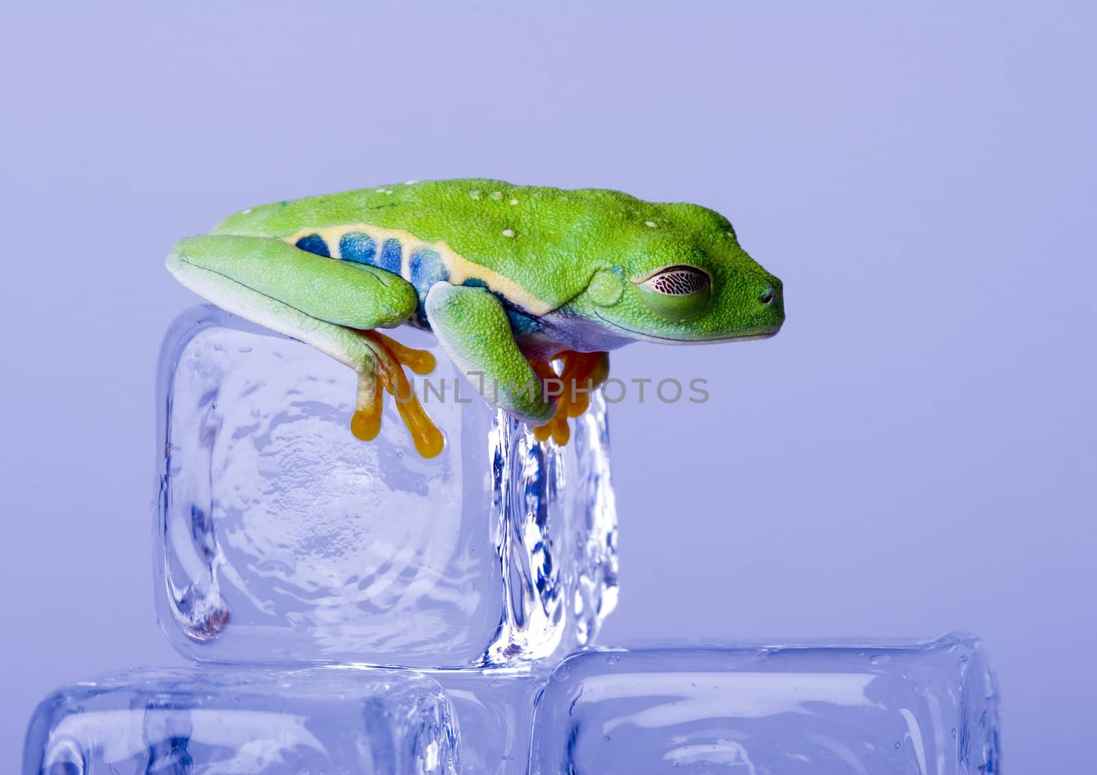 Red eyed tree frog sitting on ice cube by shiffti