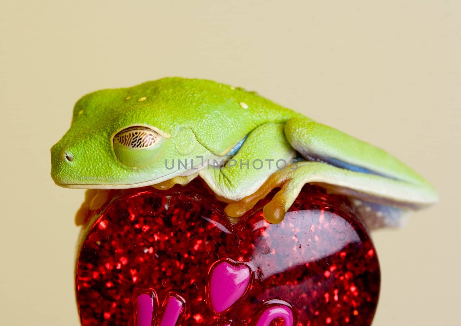 Red eyed tree frog sitting on heart by shiffti