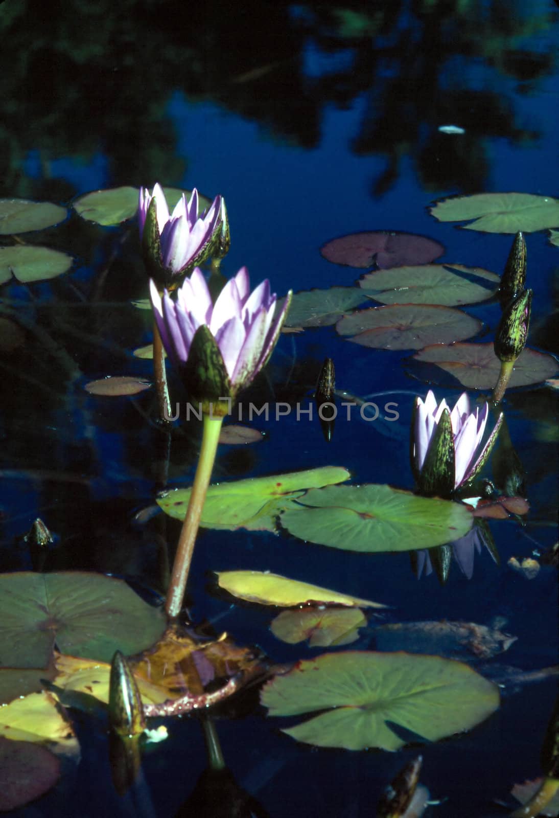 Blooming Water Lily in pond