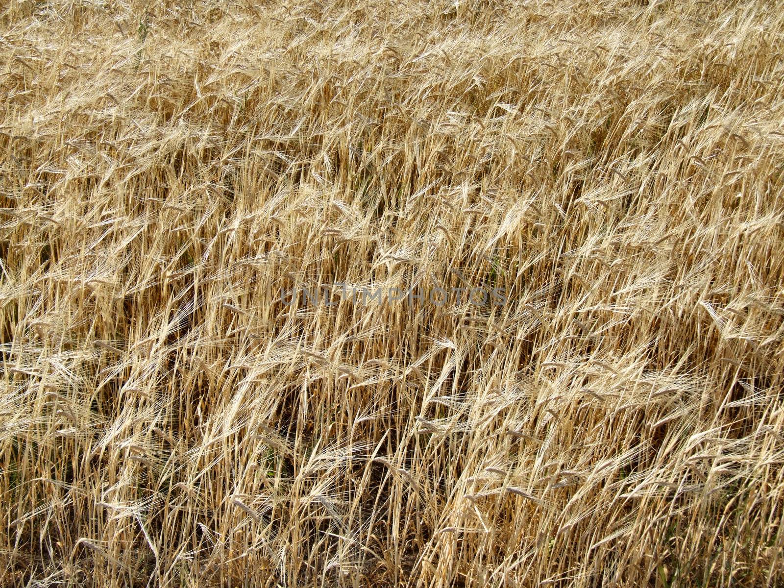 Fields of barley. Agriculture and farming background.