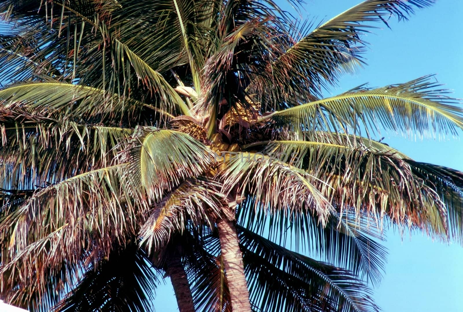 Coconut palm tree