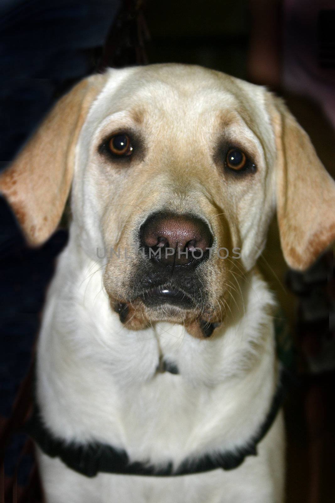 A yellow labrador retriever puppy (Canis lupus familiaris) in training to be an assistance dog against a black background.  Focus on his nose.