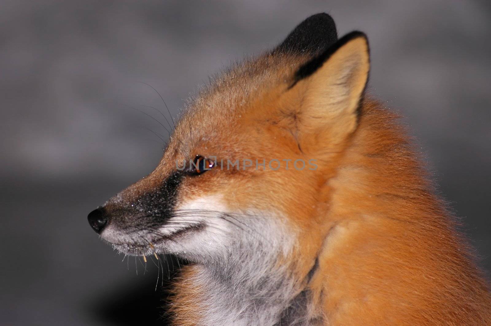 Red Fox Portrait 2 by photopierre
