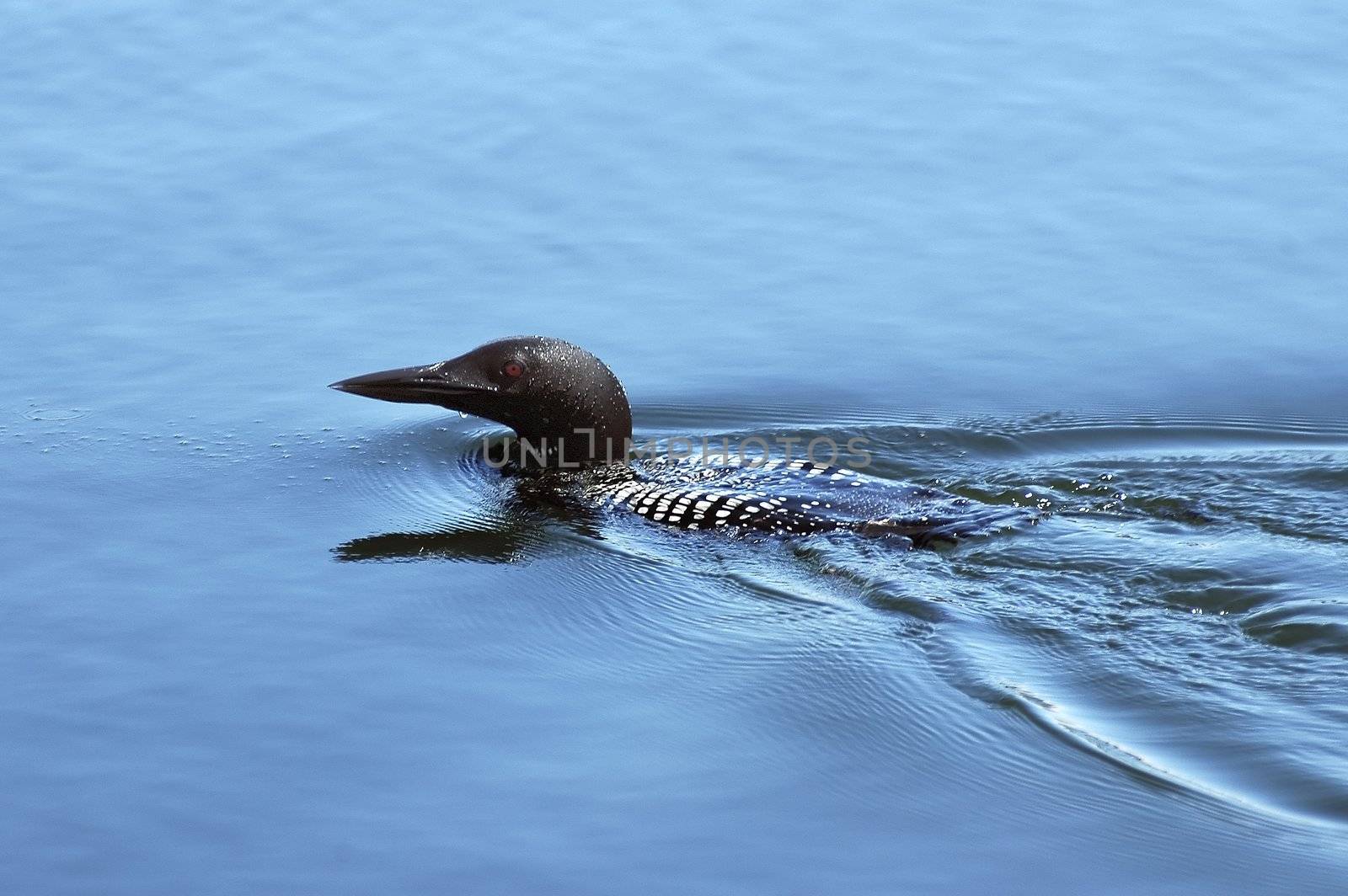 Loon by photopierre