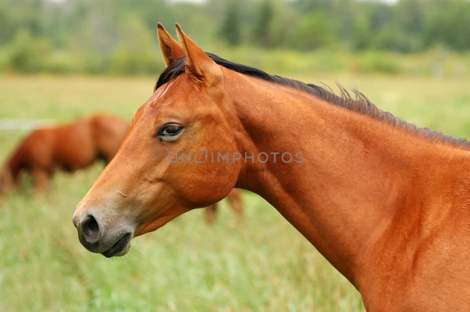 Beautiful portrait of a horse in a field
