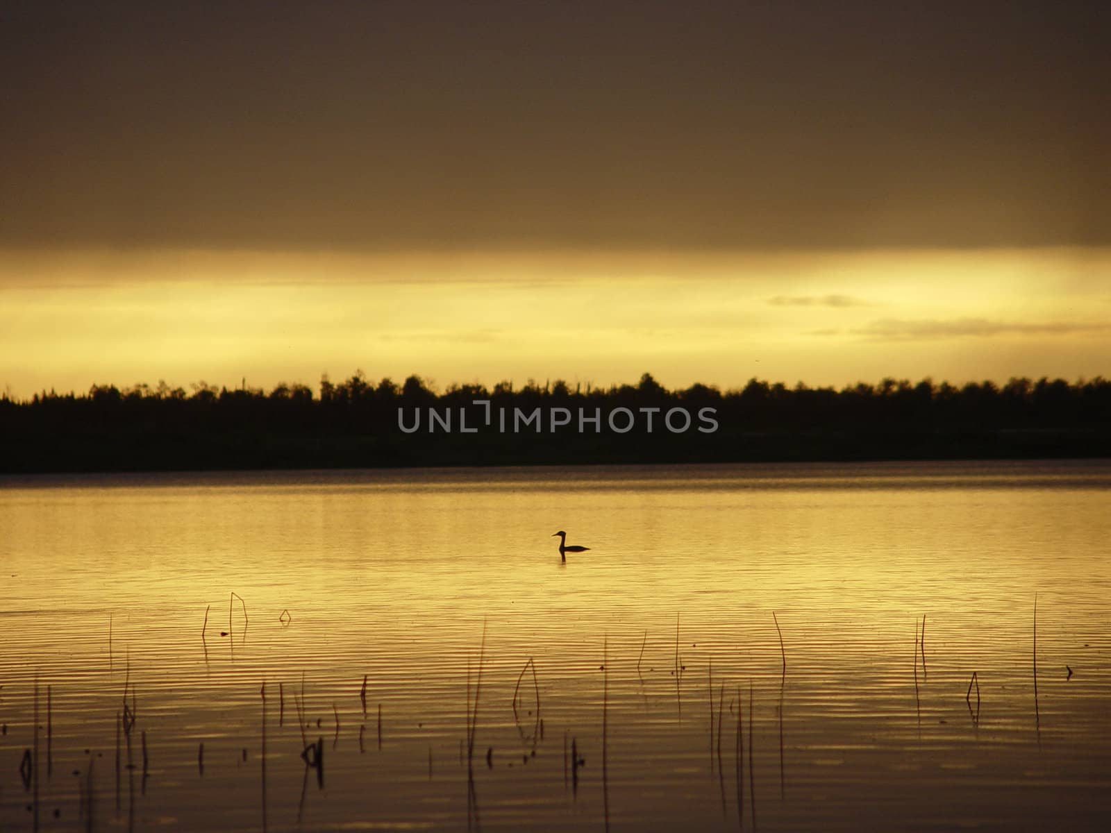 Silouhette of waterfowl in a golden sunset 