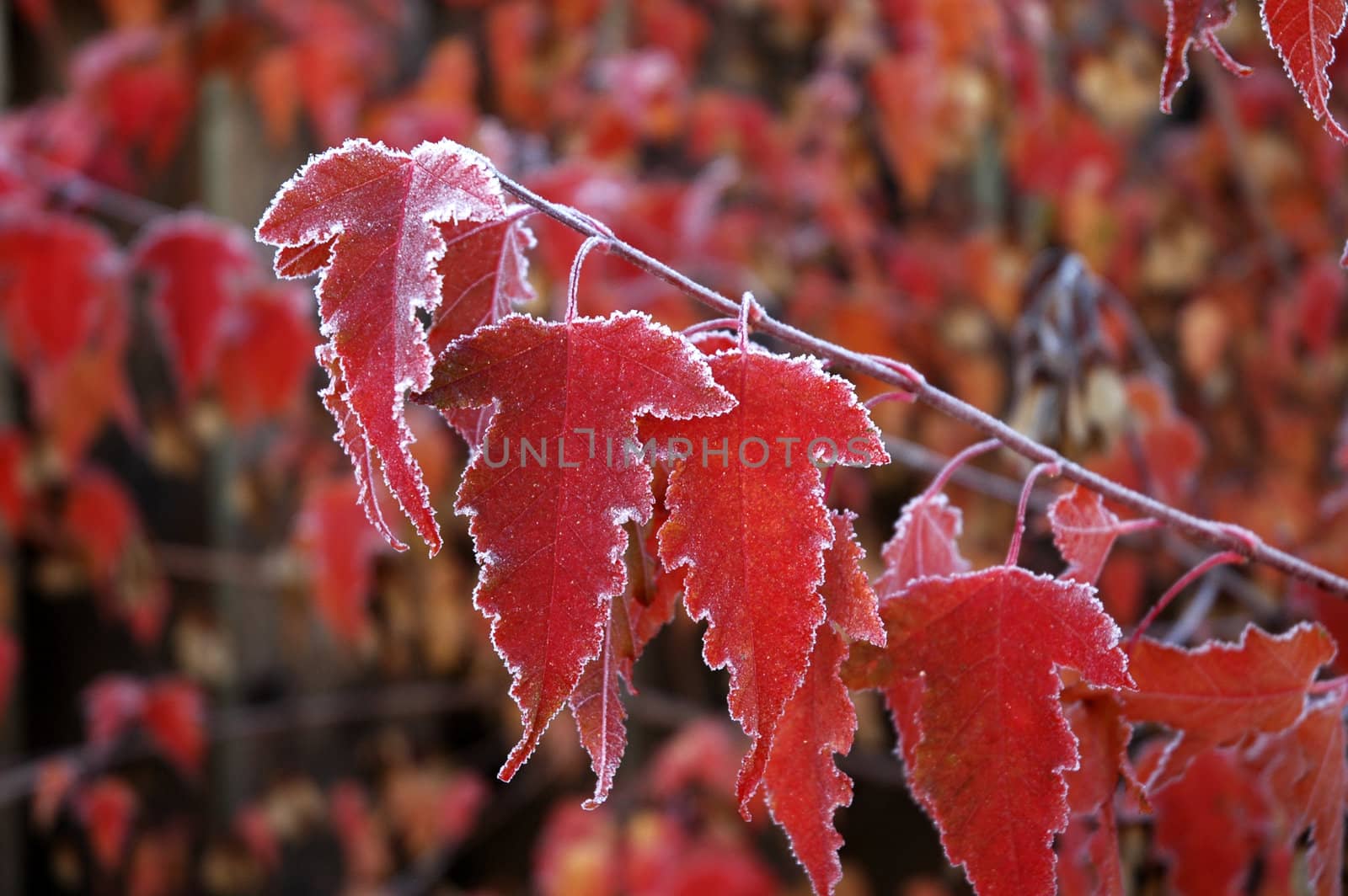 Frosty Maple Leaves by photopierre
