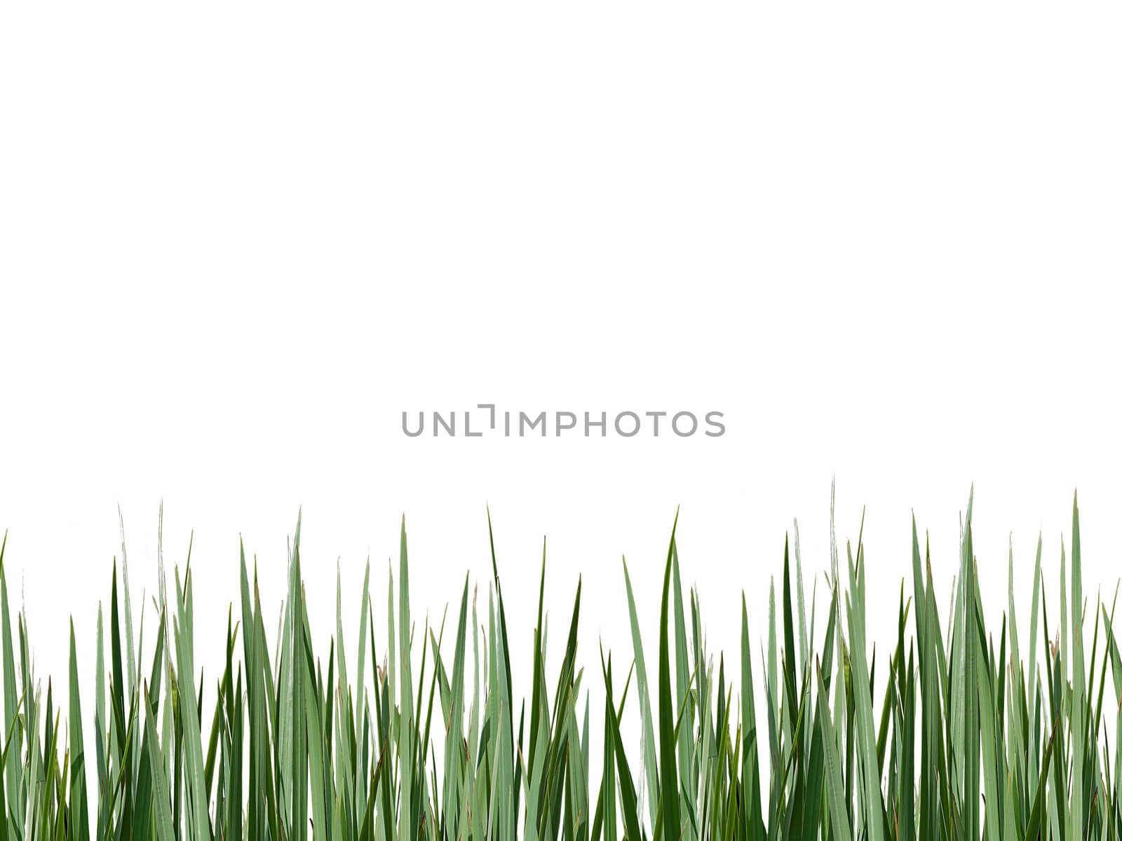 Green grass with some dry leaves against white background.