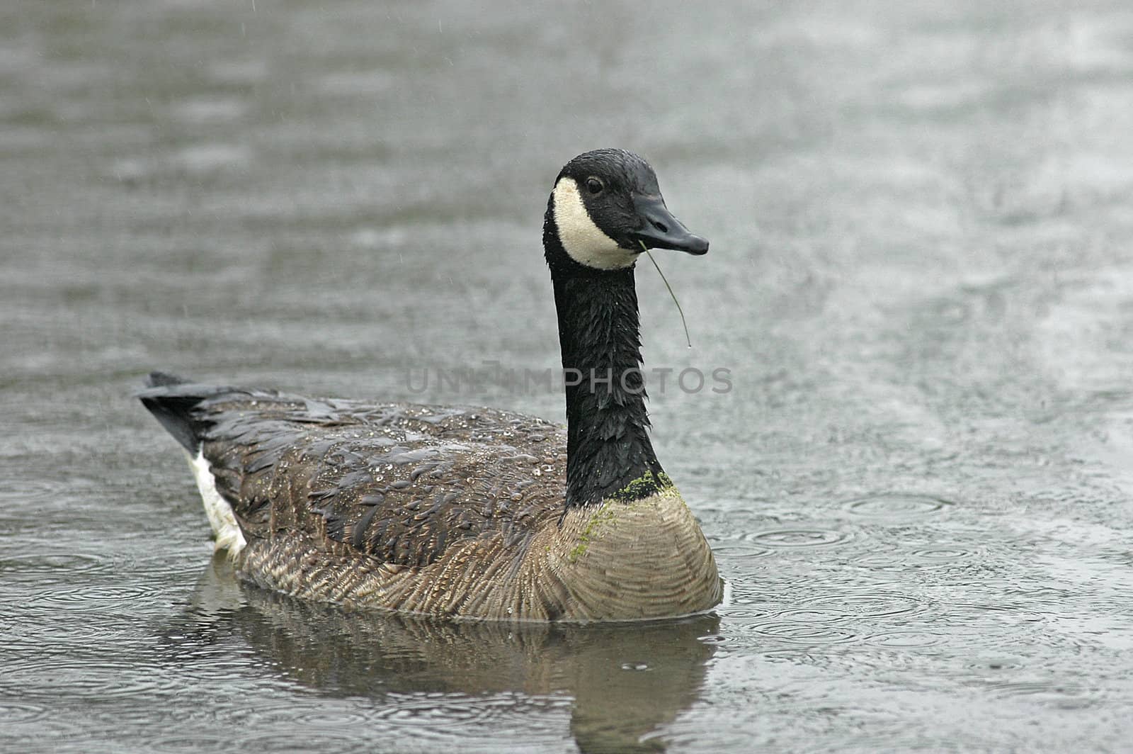 Goose swimming by with a straw in it's beak