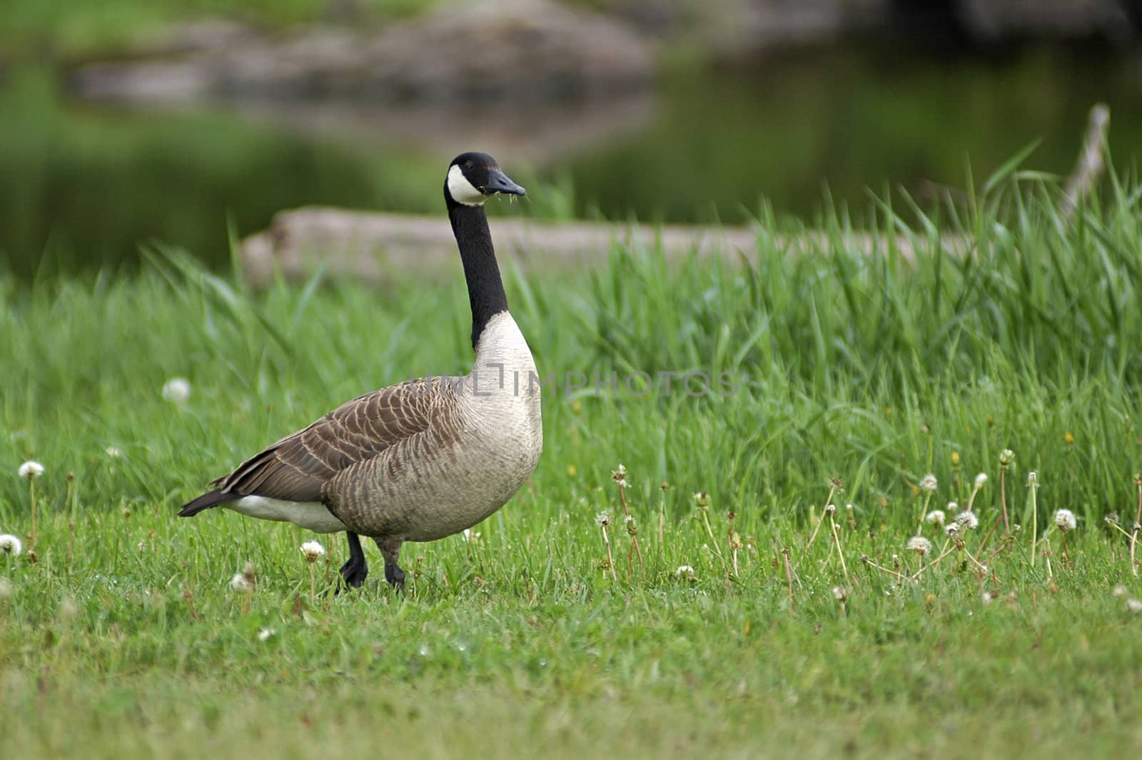 Goose eating grass by the pond